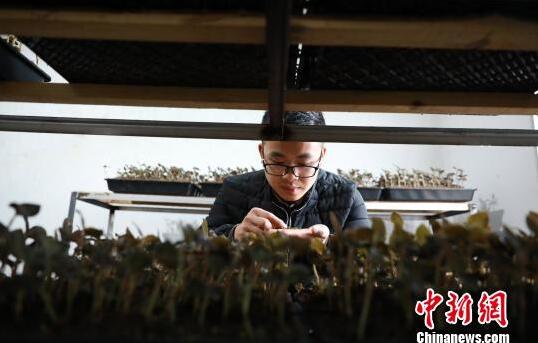 罗文明在培植室内分析培植金线莲种苗土壤的质量。　黄晓海 摄