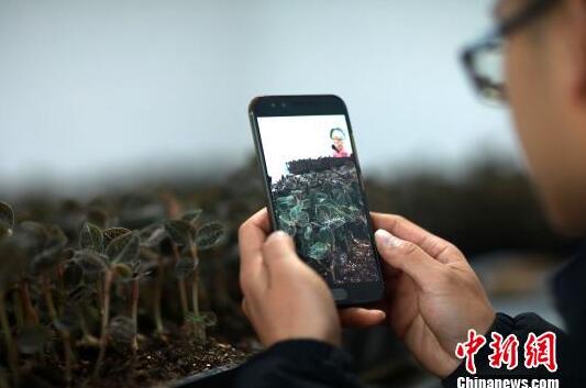 罗文明在培植室内用手机视频向行内的技术员了解培植金线莲种苗的技术。 黄晓海 摄