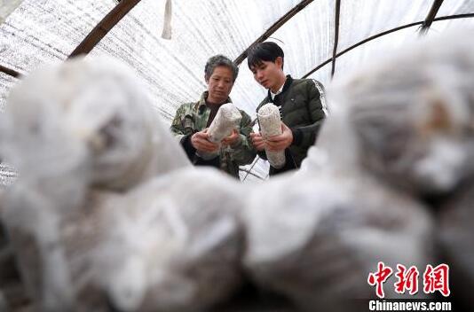 吴帮江(右)在自已的食用菌大棚里向父亲学习黑皮鸡枞菌的管护经验。 黄晓海 摄