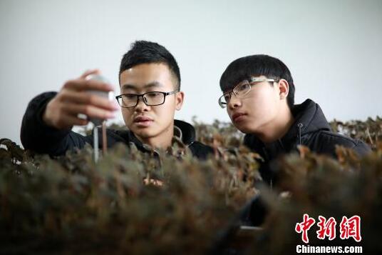 罗文明(左)与合伙人在培植室内测试培植金线莲种苗的土质含水情况。　黄晓海 摄