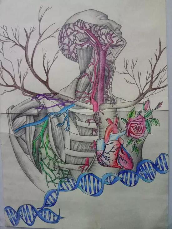 医学生手绘解剖图艺术感十足(图)(3)
