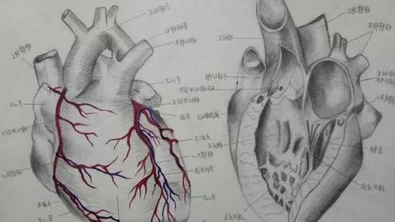 医学生手绘解剖图艺术感十足(图)