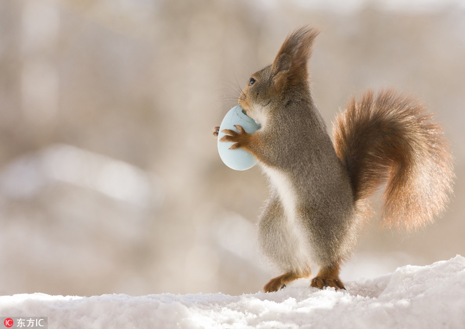 坚果上的松鼠图片 1ohY-fysqfnh2800023.jpg