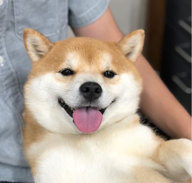 柴犬被遗弃宠物学校长达两年将被拍卖 “性格很好很亲人”