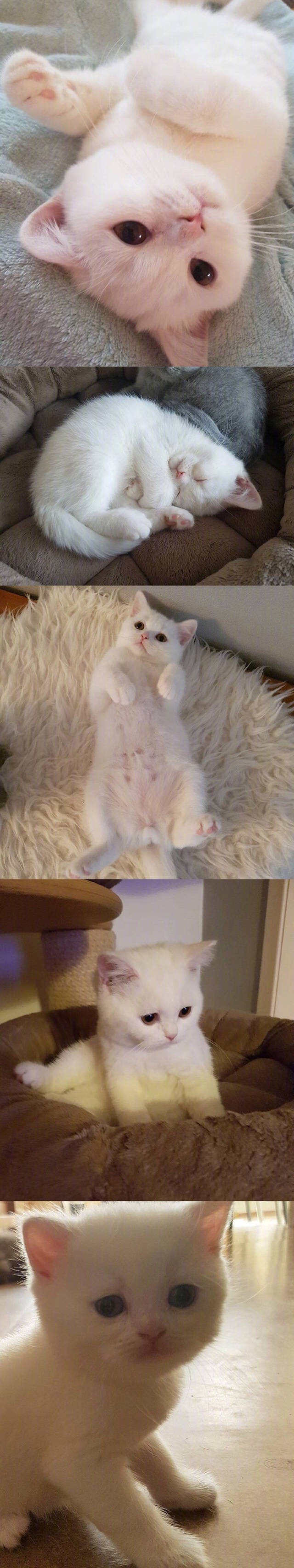 天生无辜脸的小奶猫