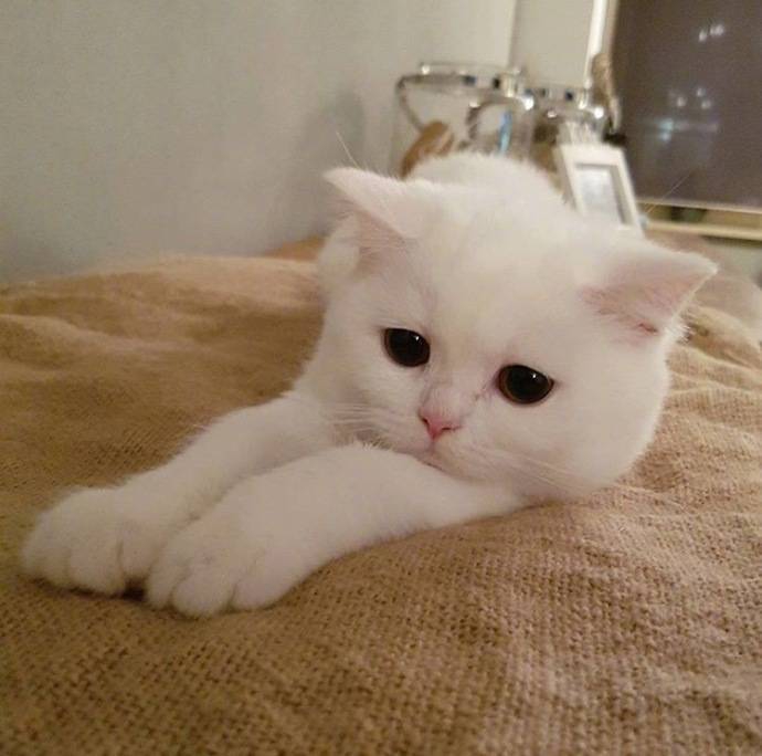 天生无辜脸的小奶猫