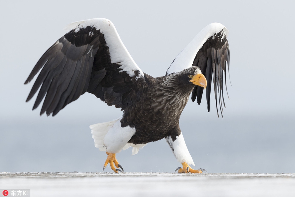 鹰小刀恶搞视频,鹰小刀恶搞视频大全