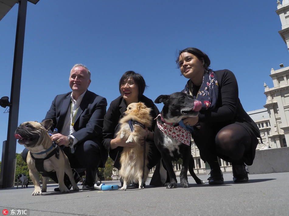 旅行者大狗 2f6i-fyrswmu1952795.jpg