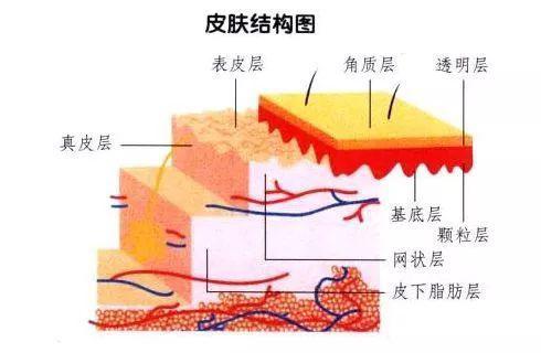 皮肤结构图