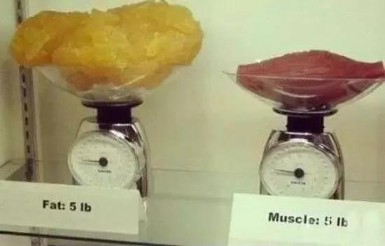 脂肪和肌肉对比