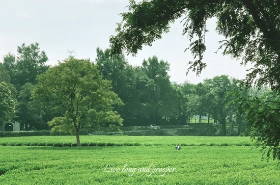@晨星