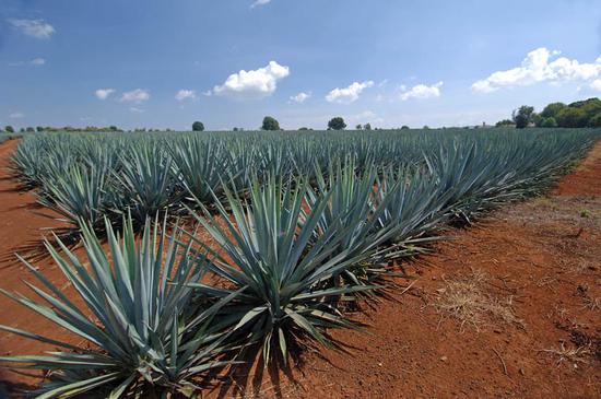 图片来源：tequila source