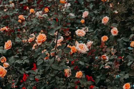 图源:pexels@IrinaIriser