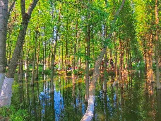 ▲昆明捞鱼河湿地公园的水杉林