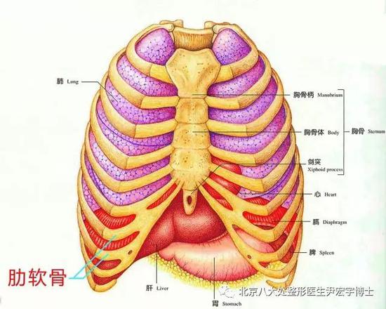 肋软骨