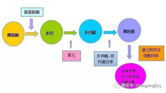 上图是黑色素从合成到皮肤分布的过程，可以针对不同环节选择不同的手段。