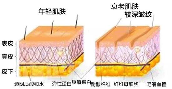 真皮层衰老