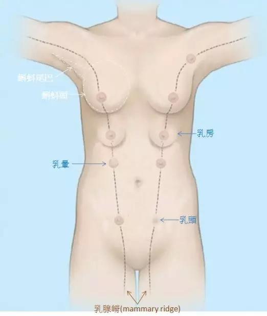 多数副乳存在于腋前或者腋下，而在腹部、腹股沟甚至大腿处虽也会发生。