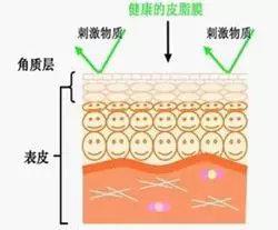 角质层