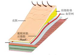 图3  真皮下血管网的保护