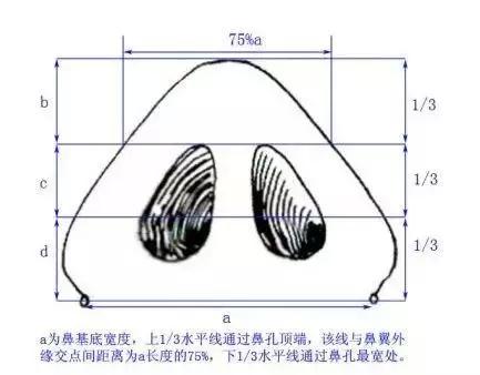 仰望视角鼻基底