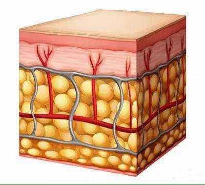 吸脂手术原理|脂肪组织|手术|脂肪_新浪女性