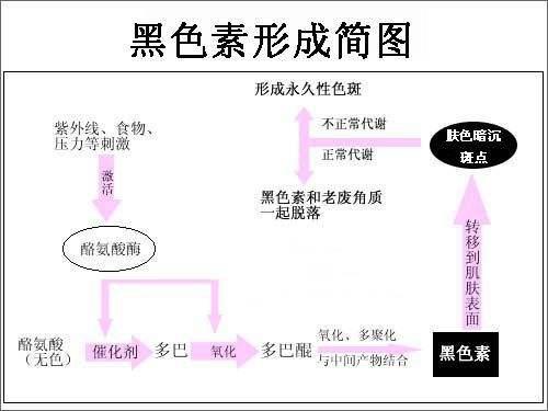 黑色素形成图