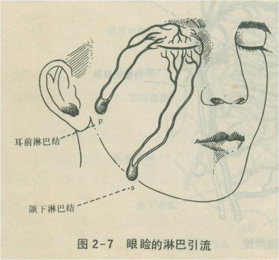 眼睑的淋巴