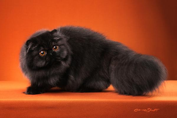 尤文图斯vs罗马-乐鱼app(leyu)官方网站-乐鱼官网