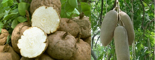 女性胸部护理新宠:M2第二记忆|原材料|医药生物