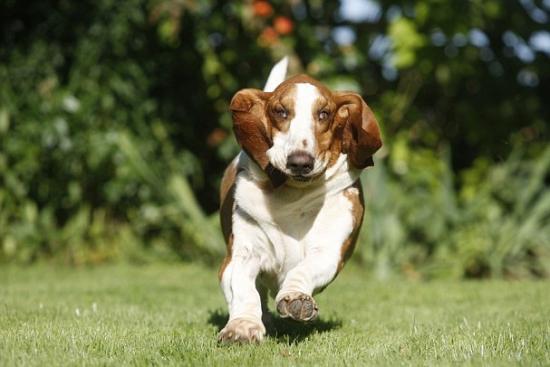 英狗狗眼皮褶皱遮盖眼睛 整容手术后重见光明