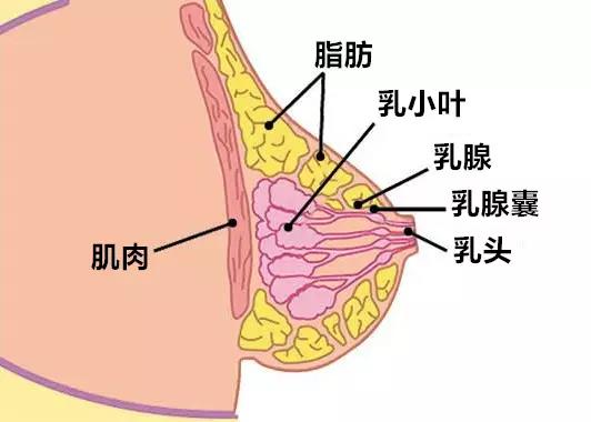 乳房的结构