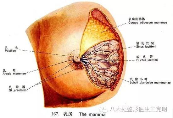 乳房整形项目大全|乳房|丰胸|隆胸