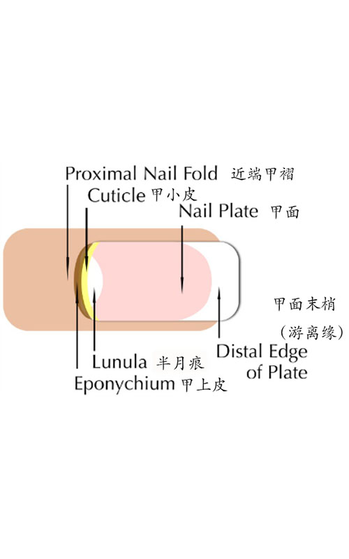 指甲护理