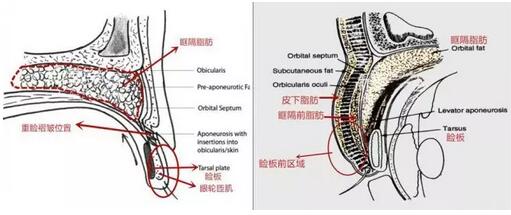 人种的差异