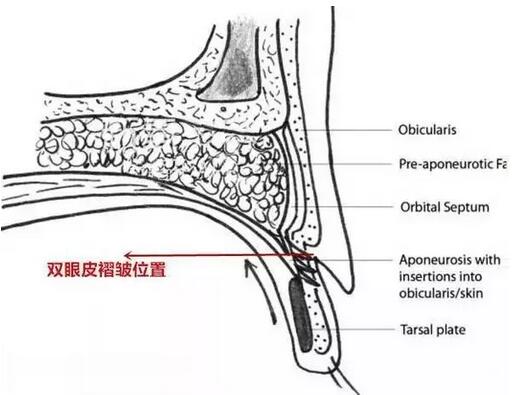 眼皮组织