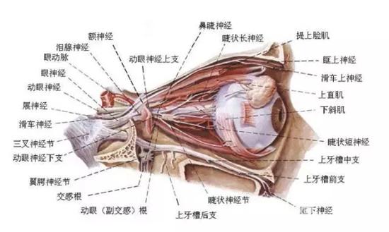 上眼睑