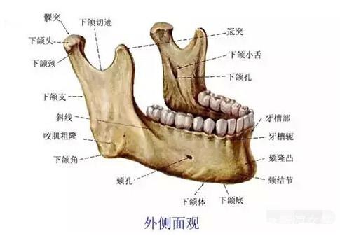 下颌骨大