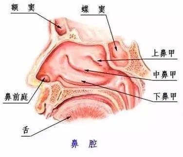 鼻腔