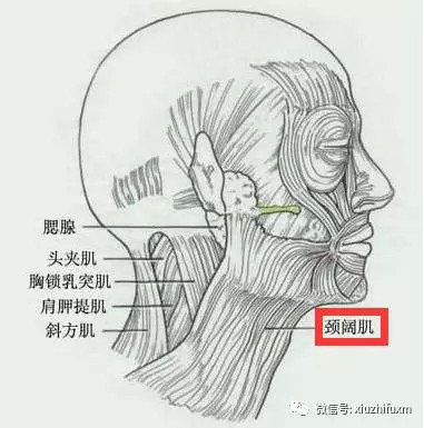 双下巴的成因