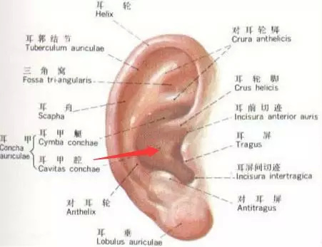 耳软骨的取材部位