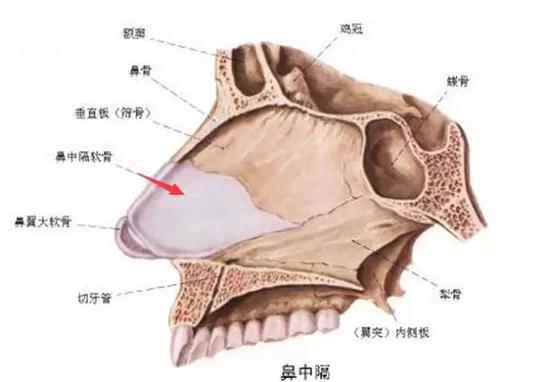 鼻中隔软骨