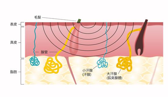 汗腺