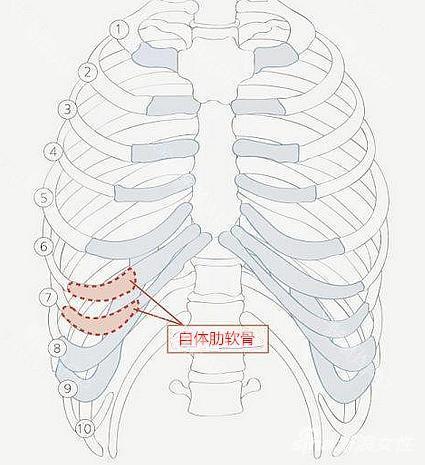 肋软骨