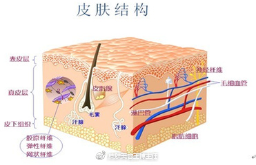 皮肤结构