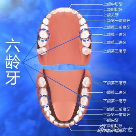 第一恒磨牙