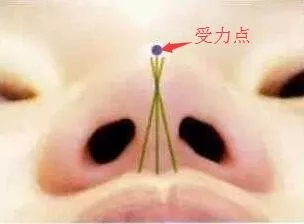 线雕不能做隆鼻,却推荐我做全脸?是不是在骗我