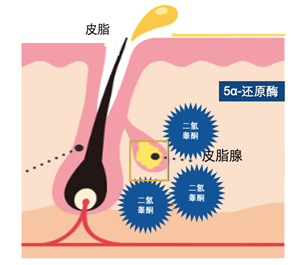 肌肤出油原理