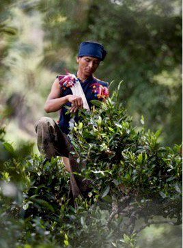 古树普洱有机茶叶均由当地少数民族纯手工采摘制作完成