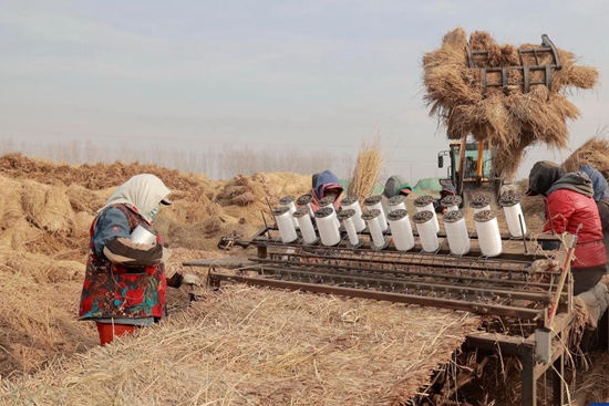 Farmers recycle straw to increase income